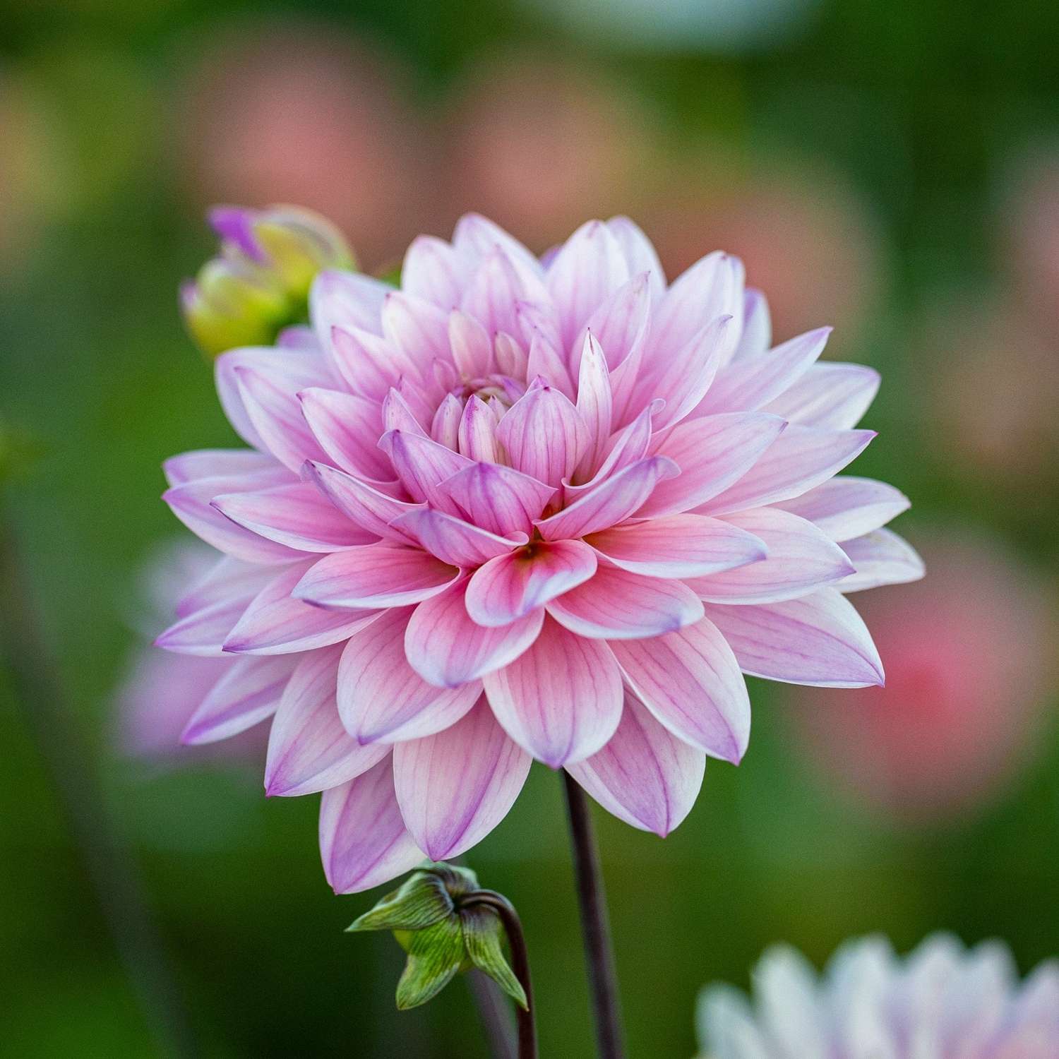 Dahlia 'Karma Prospero'